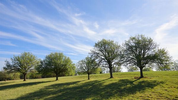 Découvrez l'élagage : astuces pour vos arbres dans les Yvelines